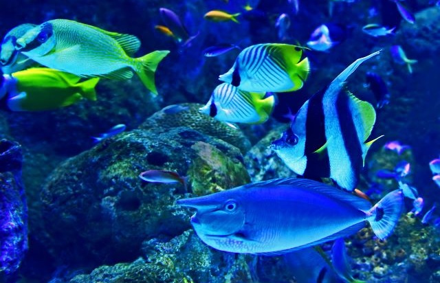 ナイトアクアリウムの写真