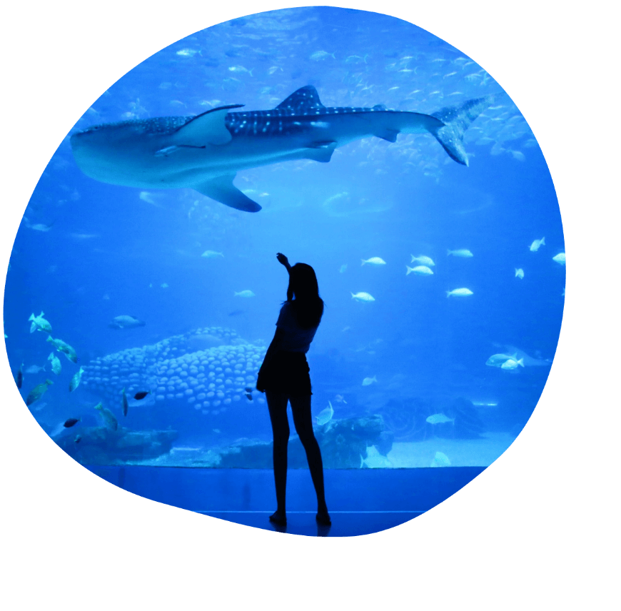 水槽にサメがいる写真