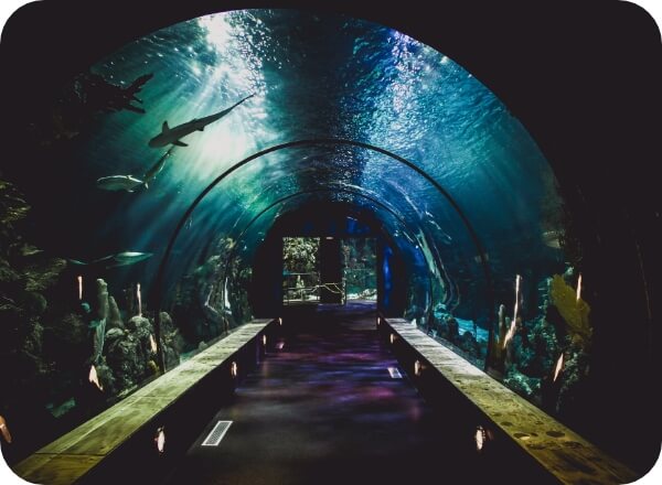 ナイトアクアリウムの写真