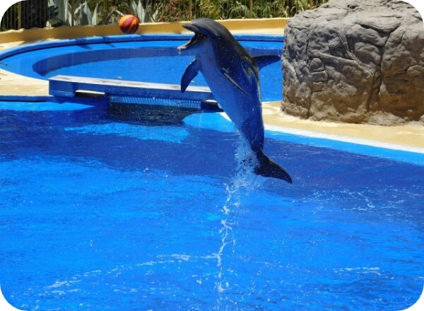 イルカのジャンプの写真