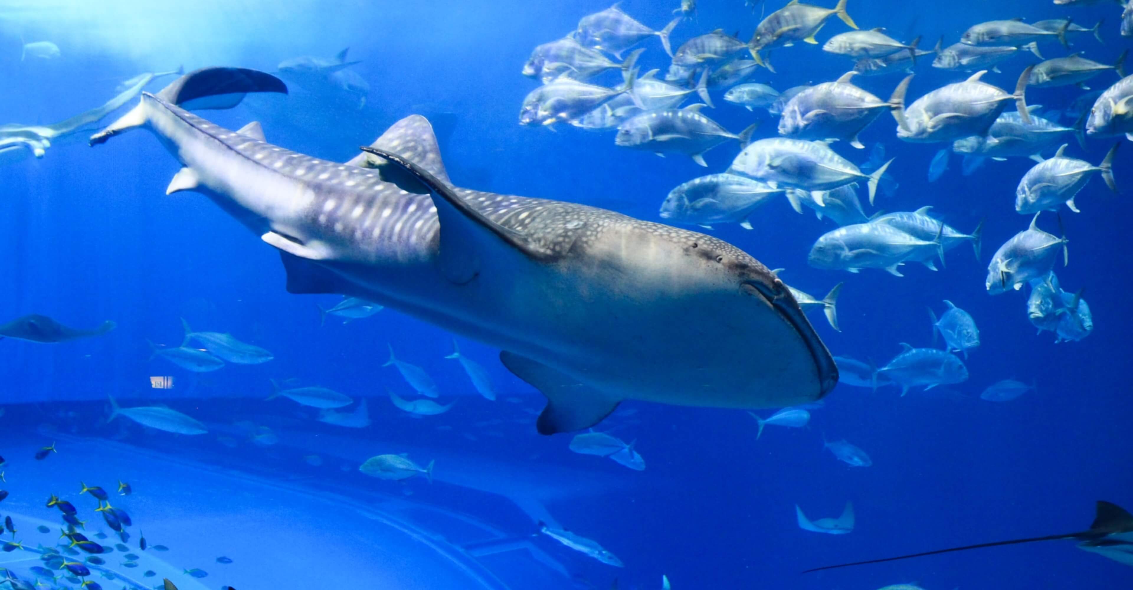 ジンベイザメが泳いでいる水槽