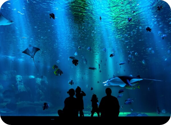 お客さんの前の大きな水槽の写真